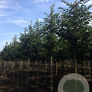 Styrax japonicus 14-16 HO draadkluit