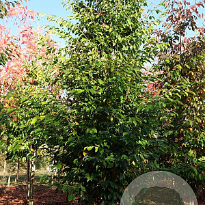 Sycoparrotia semidecidua 14-16 HO draadkluit geveerd