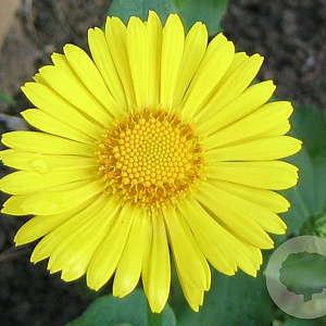 Doronicum or. 'Little Leo' GM P9