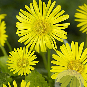 Doronicum or. 'Little Leo' GM P9