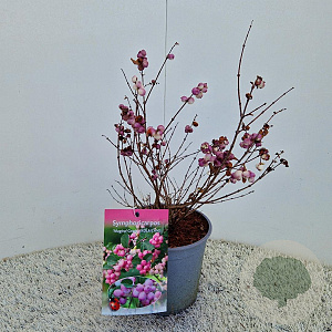 Symphoricarpos Magical Candy 30-40 cm 2,5L