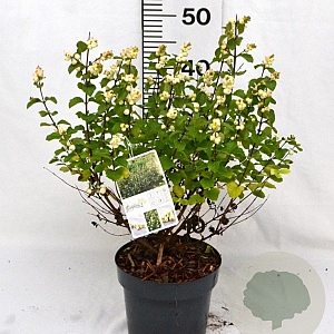Symphoricarpos Symphony Rock 30-40 cm 3,0L