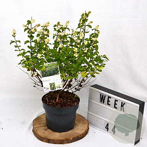 Symphoricarpos Symphony Rock 30-40 cm 3,0L