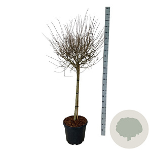 Syringa Bloomerang Pink Perfume 90 cm stam 30L