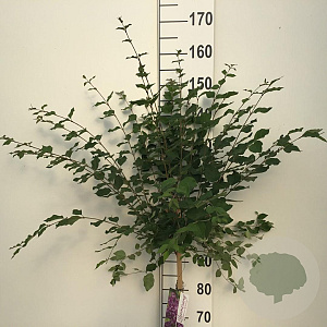 Syringa Dark Purple 90 cm stam 7,5L