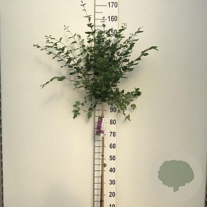 Syringa Dark Purple 90 cm stam 7,5L