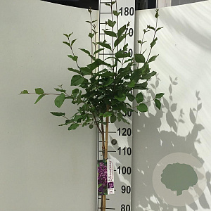 Syringa Dark Purple 120 cm stam 7,5L