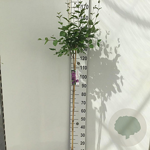 Syringa Dark Purple 120 cm stam 7,5L