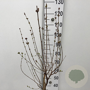 Syringa 'Josée' 60 cm stam 5,0L