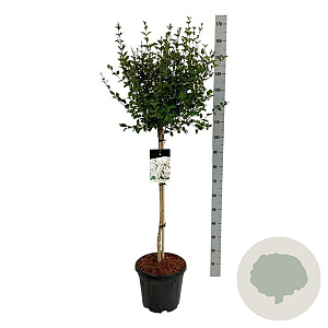 Syringa meyeri Flowerfesta White 80 cm stam 15L