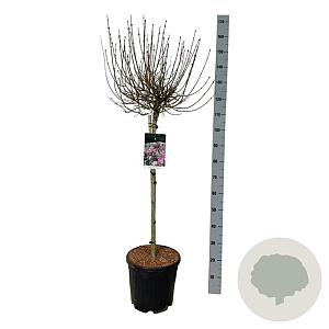 Syringa meyeri 'Palibin' 80 cm stam 15L