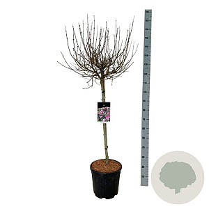 Syringa meyeri 'Palibin' 90 cm stam 15L