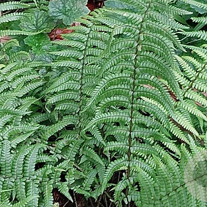 Dryopteris affinis GM P9