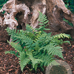 Dryopteris affinis GM P9