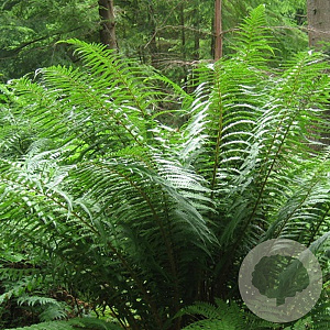 Dryopteris affinis GM P9