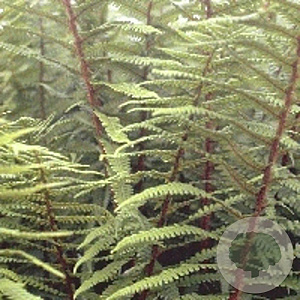 Dryopteris affinis GM P9
