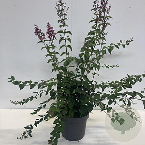 Syringa microphylla 'Superba' 40-60 cm 4,0L