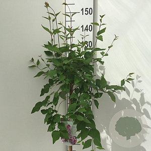 Syringa microphylla 'Superba' 90 cm stam 7,5L