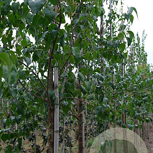 Syringa p. 'Gimborn's China Pearl' 12-14 HO draadkluit