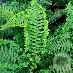 Dryopteris affinis 'Cristata The King' GM P9