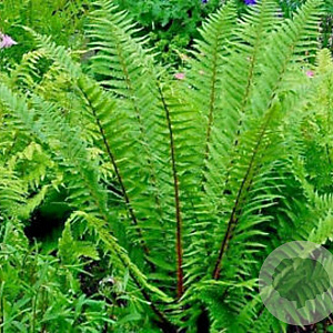 Dryopteris af. 'Pinderi' GM P9