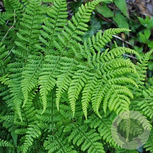 Dryopteris dilatata GM P9