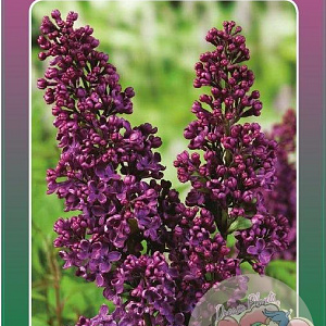 Syringa v. Ludwig Spaeth 60-80 cm 5,0L 3-5 tak