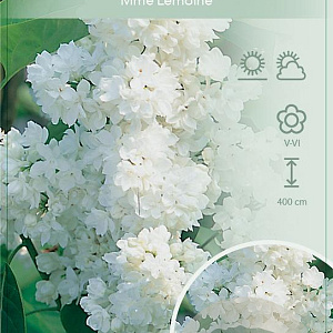 Syringa v. 'Mme Lemoine' 60-80 cm 7,5L