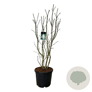 Syringa v. 'Mme Lemoine' 150-175 cm cont. 55L extra