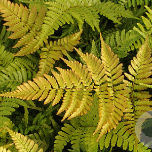 Dryopteris erythrosora prolifica GM P9