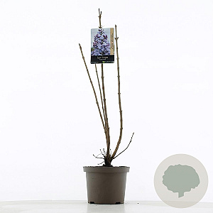 Syringa v. 'Nadezhda' 60-80 cm 5,0L 3-5 tak