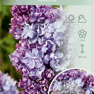 Syringa v. 'Nadezhda' 60-80 cm 7,5L