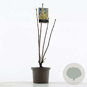 Syringa v. 'Primrose' 60-80 cm 5,0L 3-5 tak