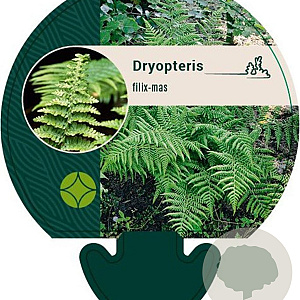 Dryopteris filix-mas GM P9