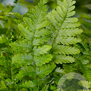 Dryopteris filix-mas GM P9