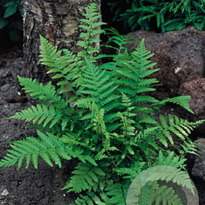 Dryopteris filix-mas GM P9