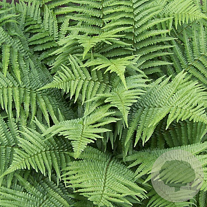 Dryopteris filix-mas GM P9