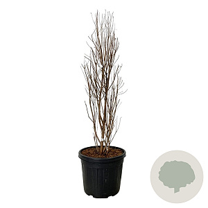 Taxodium dist. Lindsey's Skyward 100-125 cm cont. 55L extra