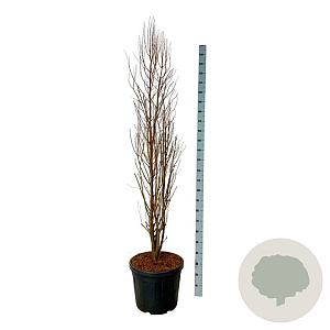 Taxodium dist. Lindsey's Skyward 170-200 cm cont. 55L extra