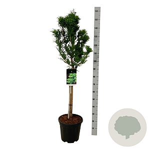 Taxodium dist. 'Pevé Minaret' 60 cm stam 15L