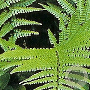 Dryopteris wallichiana GM P9
