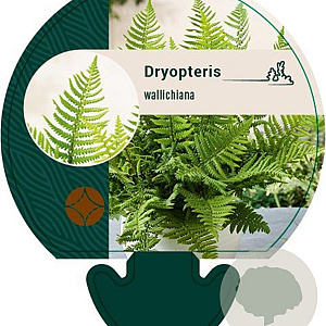Dryopteris wallichiana GM P9