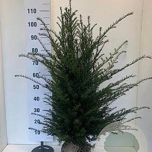 Taxus baccata 80-100 cm met kluit extra
