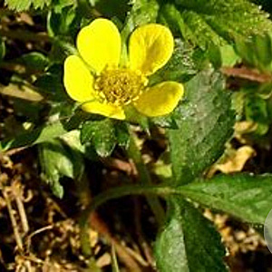 Duchesnea indica GM P9