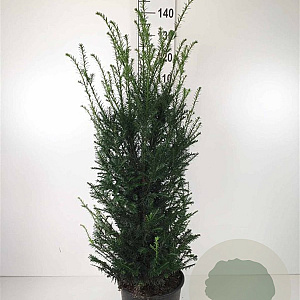 Taxus baccata 100-125 cm 15L