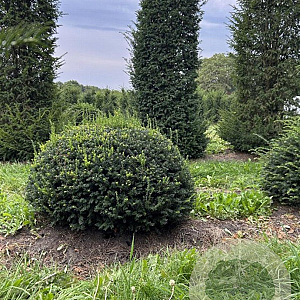 Taxus baccata 130-140 cm draadkluit bol