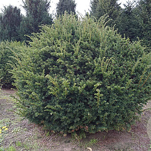 Taxus baccata 150-160 cm draadkluit bol