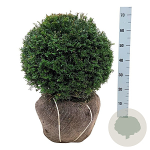 Taxus baccata 45-50 cm met kluit bol extra