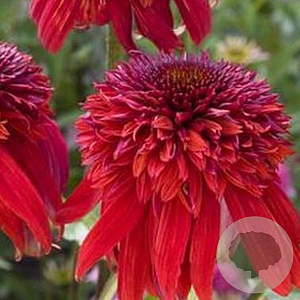 Echinacea 'Eccentric' GM P9