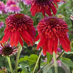Echinacea 'Eccentric' GM P9
